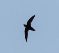 Chaetura cinereiventris