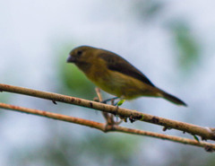 Sporophila corvina
