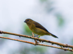 Sporophila corvina