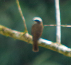 Myiozetetes cayanensis