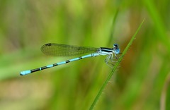 Argia bipunctulata