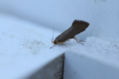 Crassa unitella