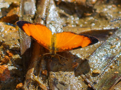 Tegosa pastazena