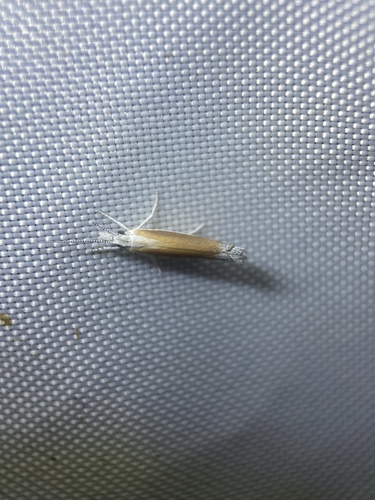 Ypsolopha delicatella photo 4