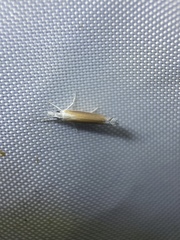 Ypsolopha delicatella