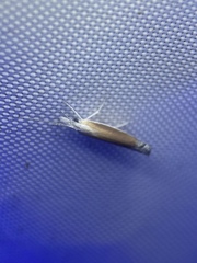 Ypsolopha delicatella