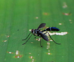 Cordyligaster