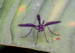 Cordyligaster