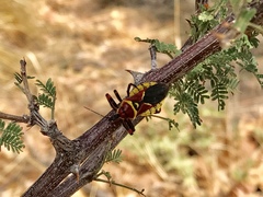 Apiomerus flaviventris