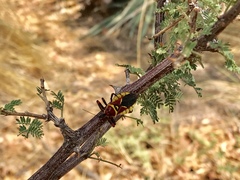 Apiomerus flaviventris