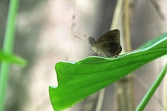 Tanaecia whiteheadi