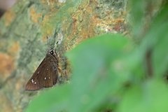 Pelopidas assamensis