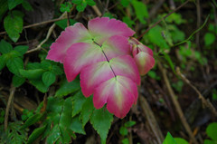 Adiantum macrophyllum