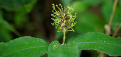 Aneilema umbrosum
