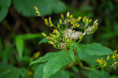 Schistocarpha eupatorioides