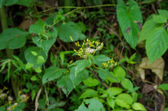 Schistocarpha eupatorioides