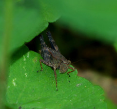 Maculiparia rotundata