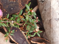 Micrantheum ericoides