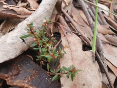 Micrantheum ericoides