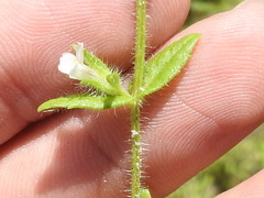 Gratiola pilosa