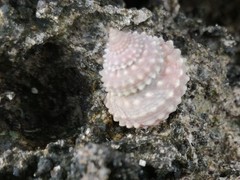 Tectarius spinulosus