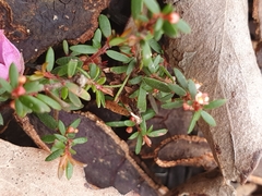 Micrantheum ericoides