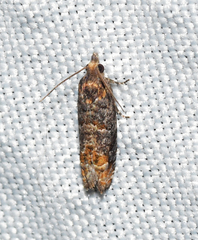 Eucosma ochroterminana