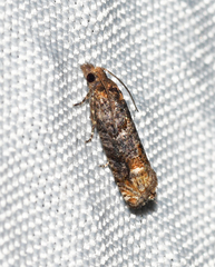 Eucosma ochroterminana