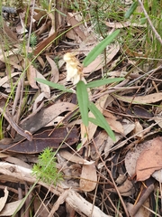 Lasiopetalum ferrugineum