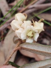 Lasiopetalum ferrugineum