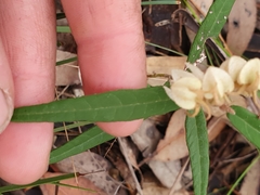 Lasiopetalum ferrugineum