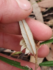 Lasiopetalum ferrugineum