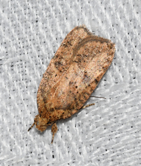 Agonopterix robiniella