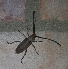 Gnaphalodes trachyderoides