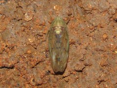 Ponana quadralaba