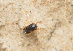 Geocoris uliginosus
