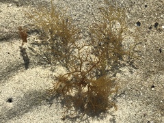 Chondria dasyphylla