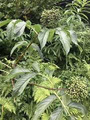 Sambucus racemosa melanocarpa