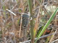 Epacromius pulverulentus