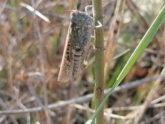 Epacromius pulverulentus