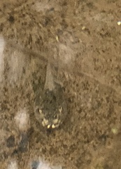 Hyla arenicolor