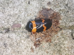 Cosmoscarta abdominalis