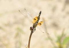 Celithemis amanda