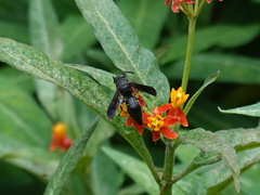 Anterhynchium flavomarginatum