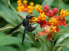Anterhynchium flavomarginatum