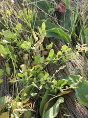 Atriplex verrucifera