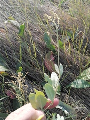 Atriplex verrucifera