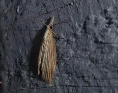 Microdes epicryptis