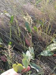 Atriplex verrucifera