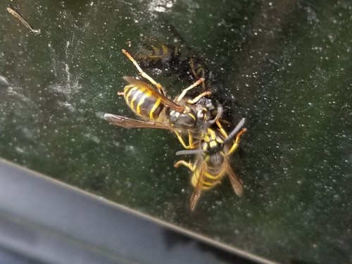 American Yellowjacket photo 3